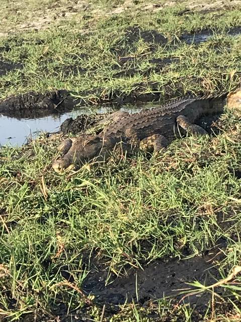       Crocodile lying on grass near water.
  