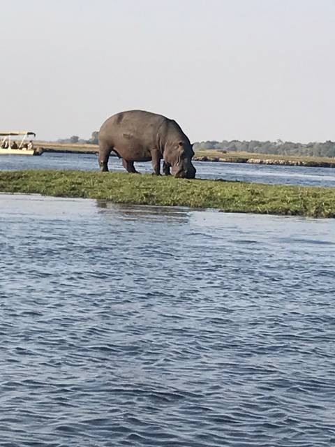       Hippopotamus standing on a grassy patch in water.
  
