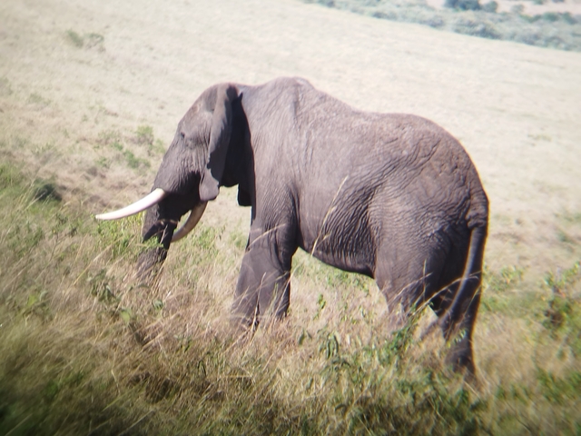 An elephant standing in tall grass in a safari setting.