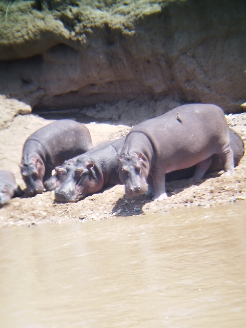 Hippos resting near a muddy water body with a bird on their back.