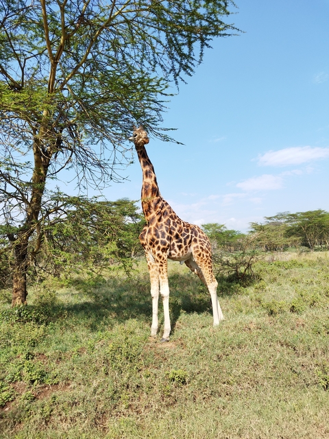 A giraffe reaching for leaves on a tree in a grassy area.