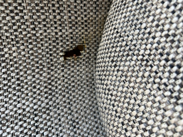 Close-up of a textured fabric with a small hole.