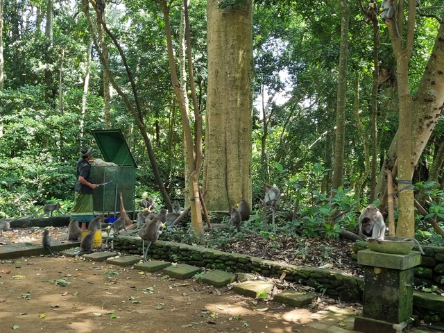       Monkeys in a lush green forest being observed by a person.
  