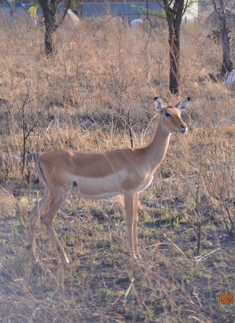       Antelope standing in a field.
  