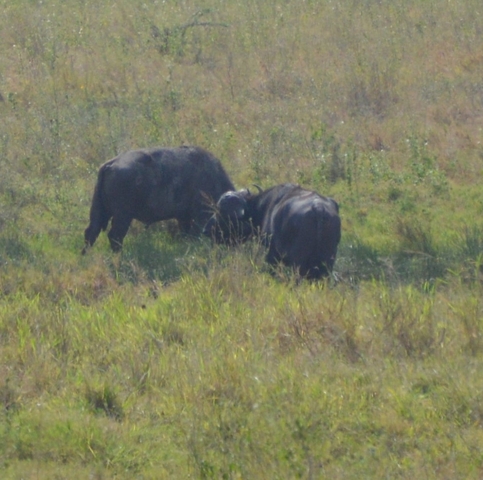       Two buffaloes grazing in a grassy field.
  