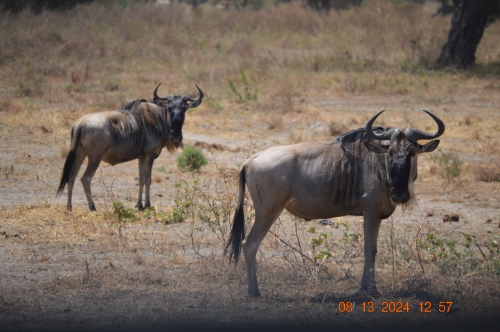       Wildebeests standing in a dry savanna.
  