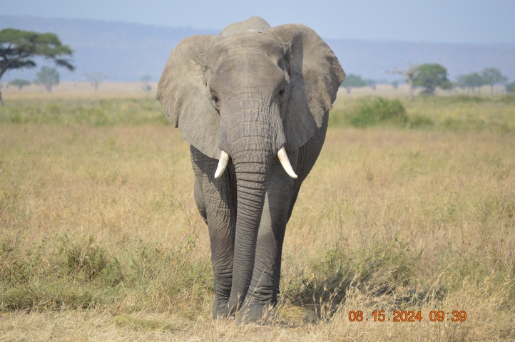       Elephant facing the camera in grassy savanna.
  