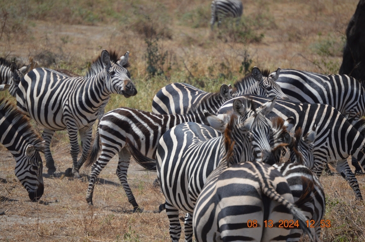       Several zebras gathered together in an open savanna.
  