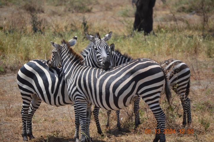       Cluster of zebras in a grassy savanna.
  