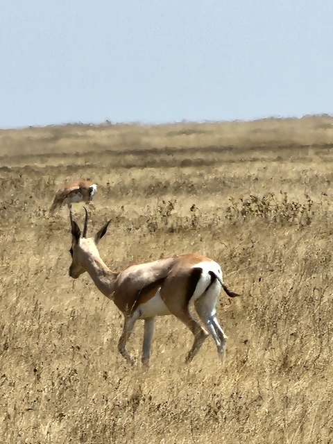       Two antelopes standing on a grassy plain.
  
