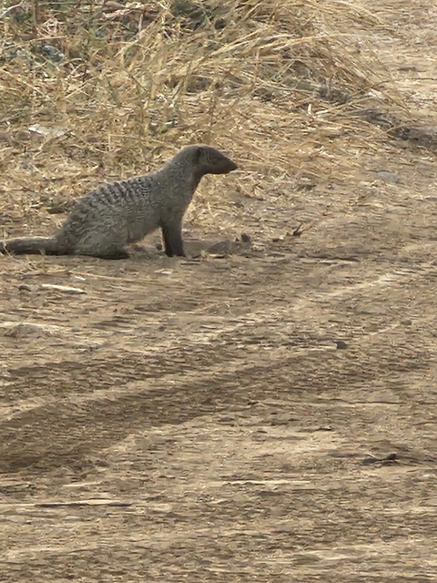       Mongoose sitting on a dirt path.
  