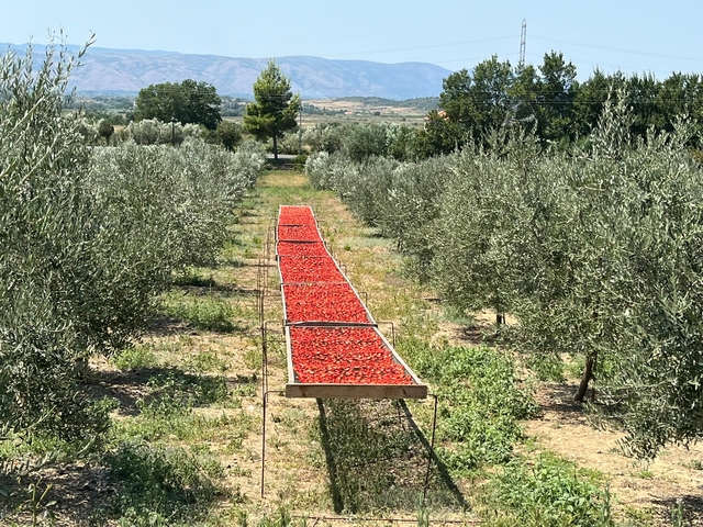 Field with rows of drying red peppers.