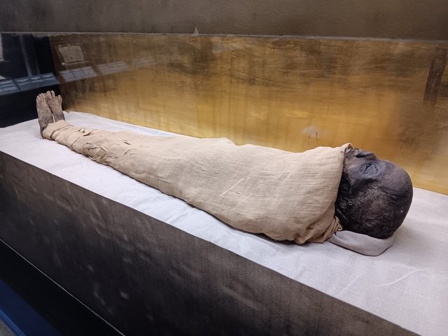       Wrapped mummy on display inside a glass case.
  
