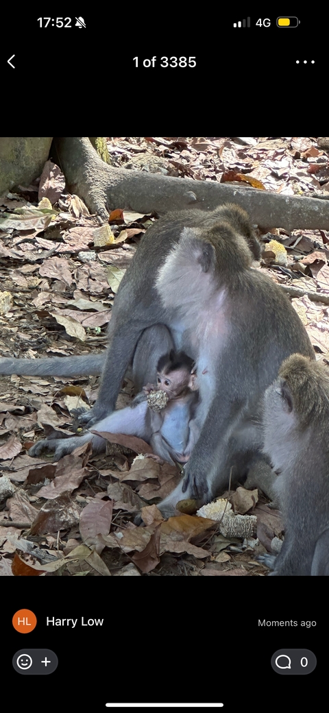 Monkeys sitting among dry leaves in a forest.