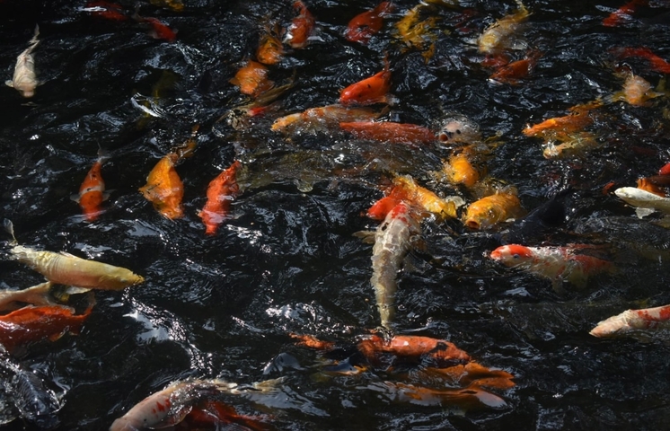 Colorful fish swimming in a pond.