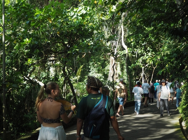 People walking along a lush, green forest path.