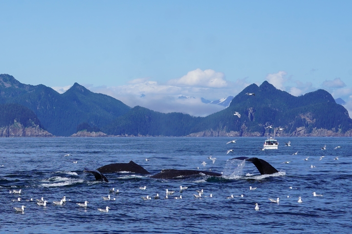       Humpback whales and seabirds in the ocean.
  