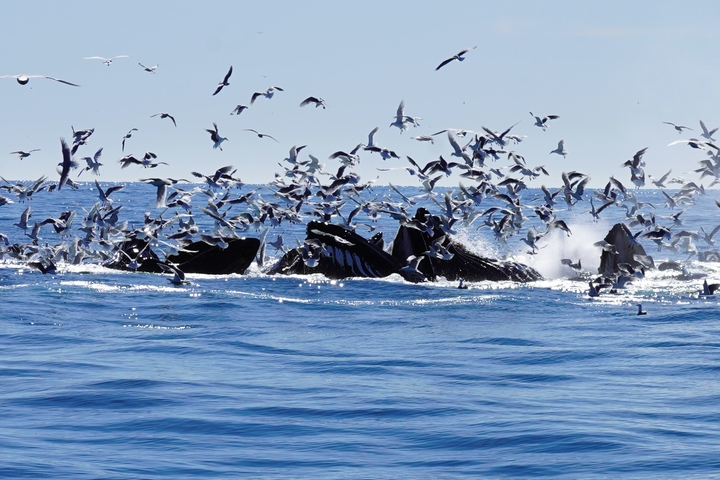       A pod of humpback whales feeding surrounded by birds.
  