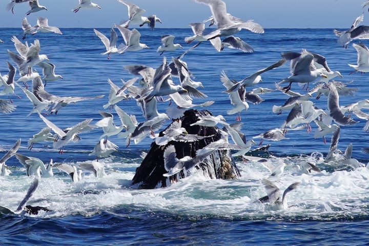       Seabirds flying over the ocean with a whale surfacing.
  