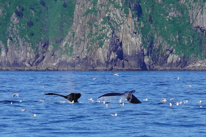 Whales breaching with birds flying around, near rocky cliffs.