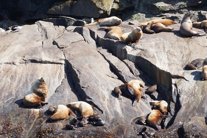       Sea lions resting on rocks by the water.
  
