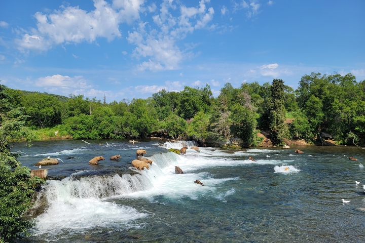       Bears fishing at a waterfall in a lush forest setting.
  