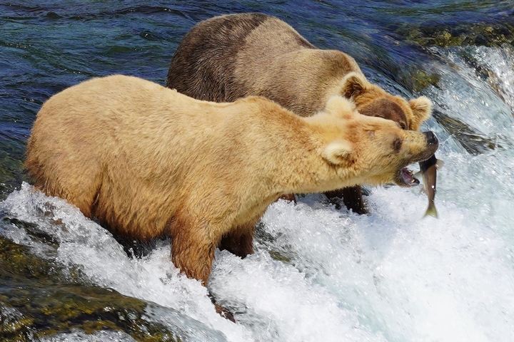 Close-up of two bears in a river catching fish.