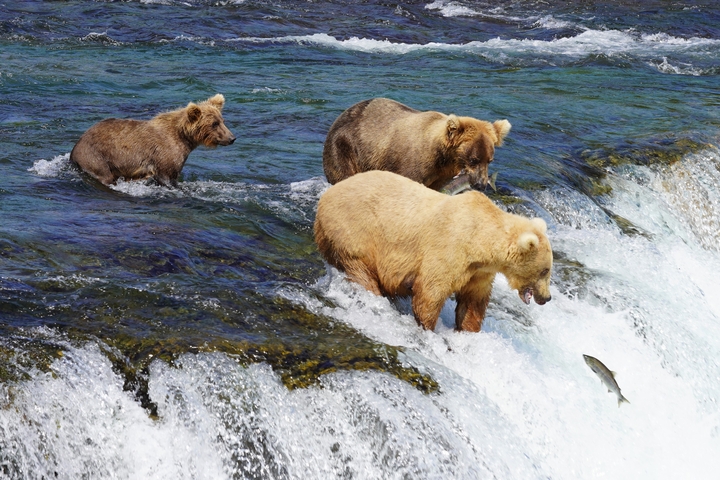 Bears in a river with one catching a fish over a waterfall.