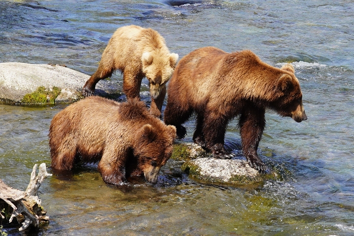       Three bears standing in a river with rocky surroundings.
  