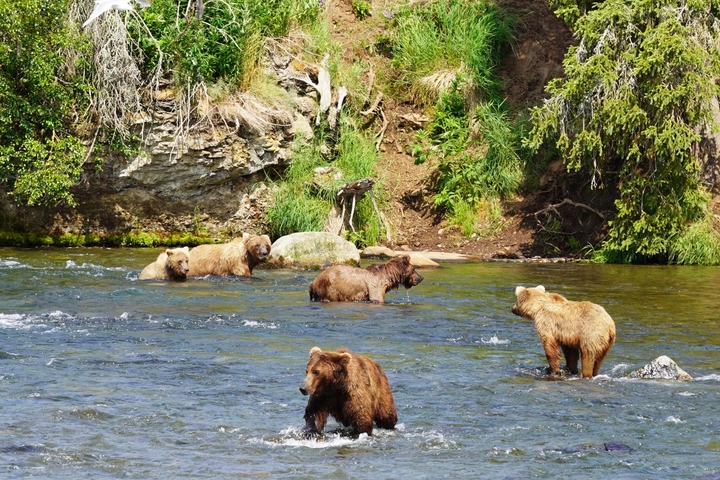       Group of bears scattered across a river in a forest setting.
  