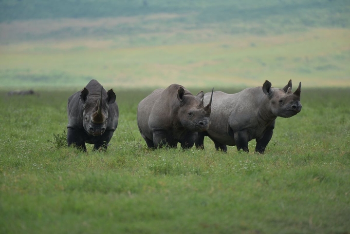       Three rhinos grazing in a grassy savannah.
  