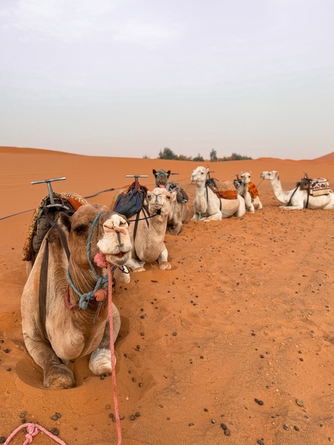 Group of camels resting in the desert