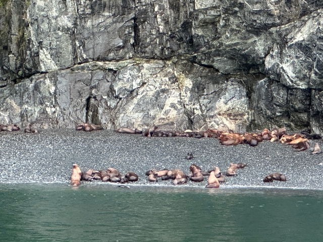 Sea lions resting on a rocky shoreline.