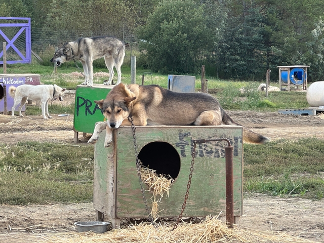 Sled dogs resting in an outdoor area.