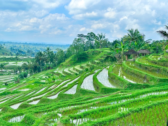 Lush green terraced rice fields.