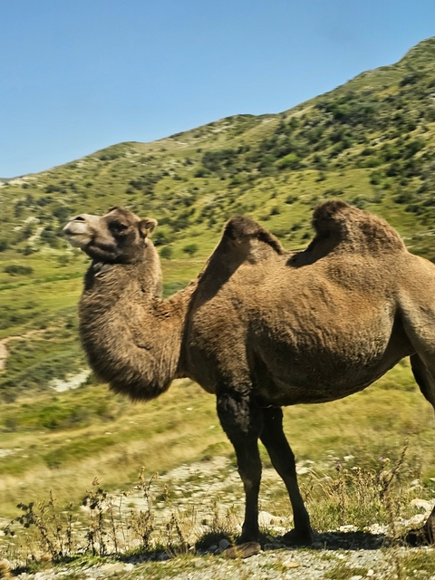 A camel standing on grassy landscape.