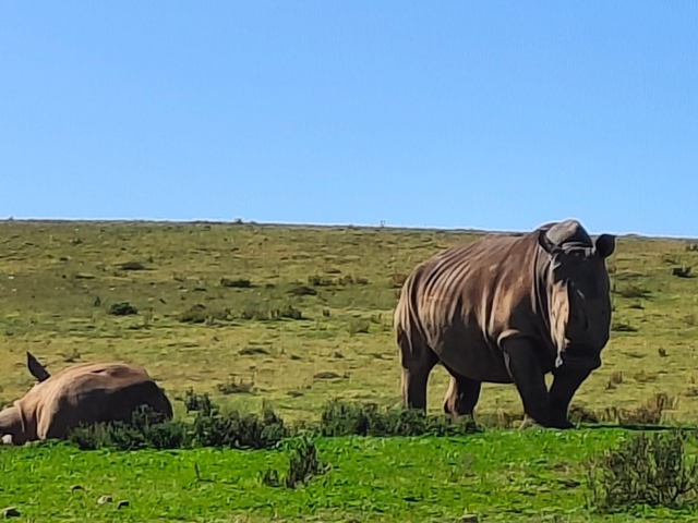 Rhinoceroses on a grassy field