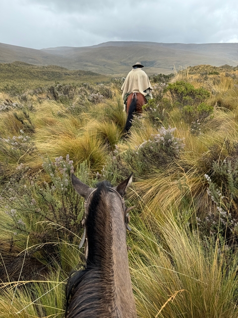       Horses walking through tall grass in a natural landscape.
  