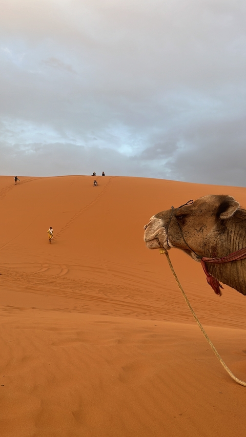       A camel resting on a sand dune with distant people.
  