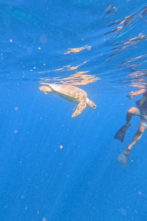 Person snorkeling with a sea turtle underwater in a clear blue ocean.