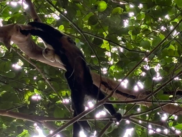 Monkey climbing through branches in a forest canopy.