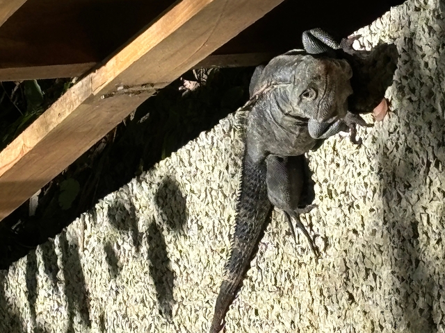 Iguana on a wooden deck basking in the sunlight.
