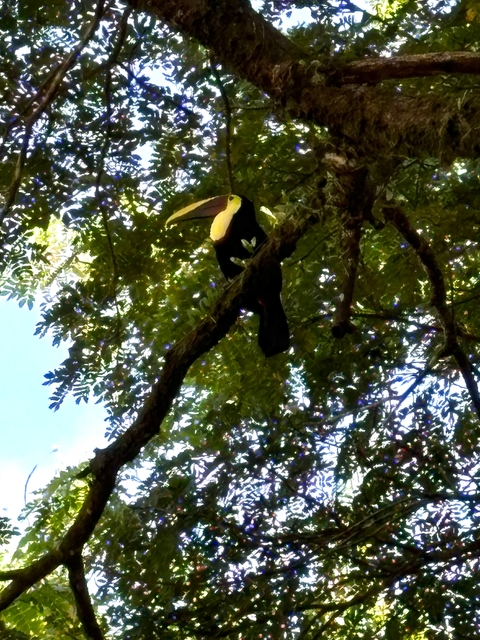 Toucan perched on a branch in a forest, vibrant beak visible.