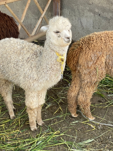       Two alpacas with fluffy coats standing close together.
  