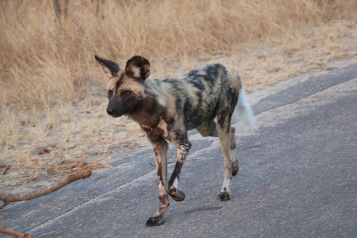 Wild dog walking on a road.