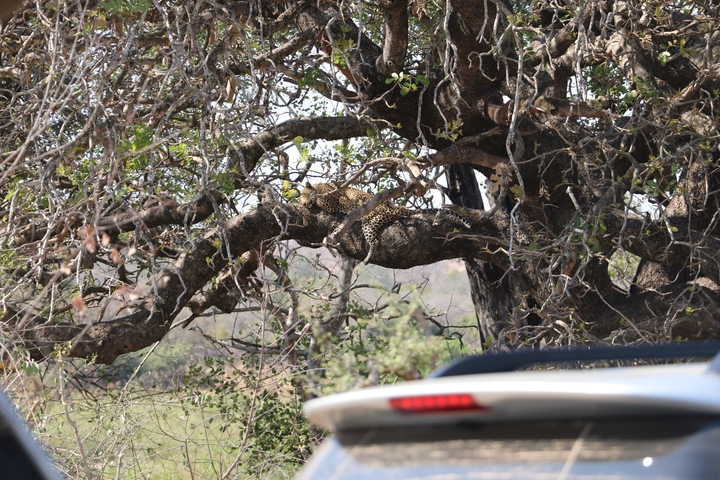 Leopard resting on a tree branch.