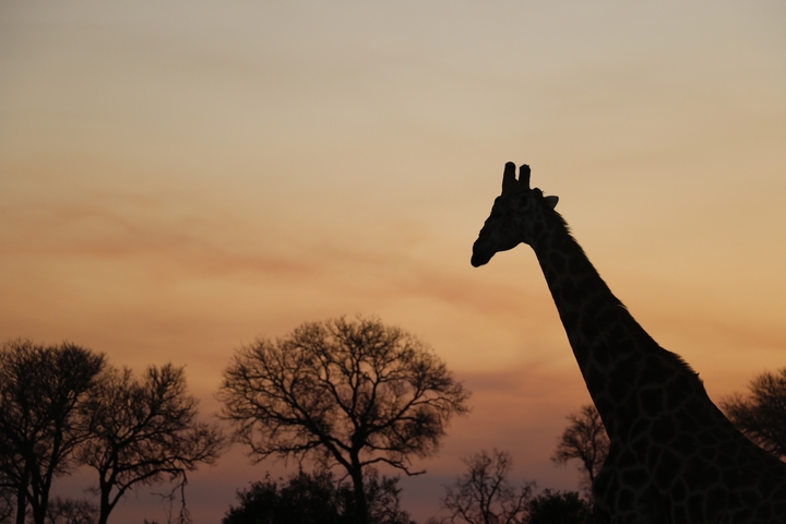       Silhouette of a giraffe at sunset.
  