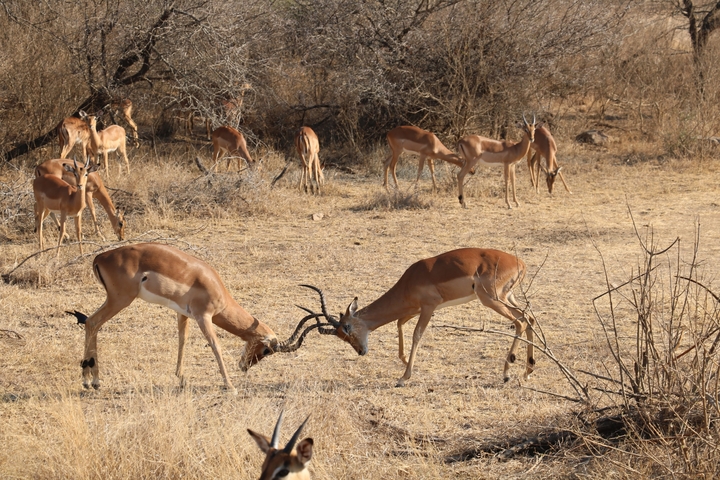 Impala fighting in a dry landscape.