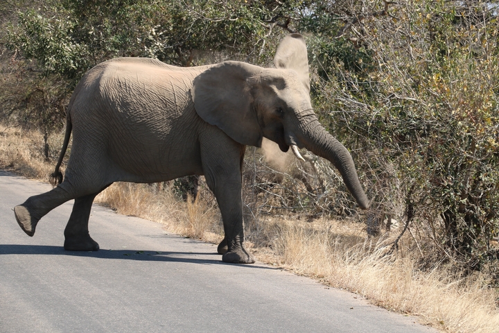 Elephant walking along a road.