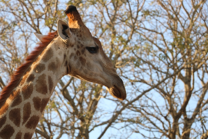       Close-up of a giraffe with trees in the background.
  